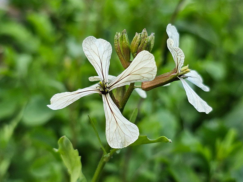 rucola bloeit rucola bloei wilde rucola bloemetjes bloemen rucola bloeiende rucolaplantjes bloeistengel doorschieten doorgeschoten