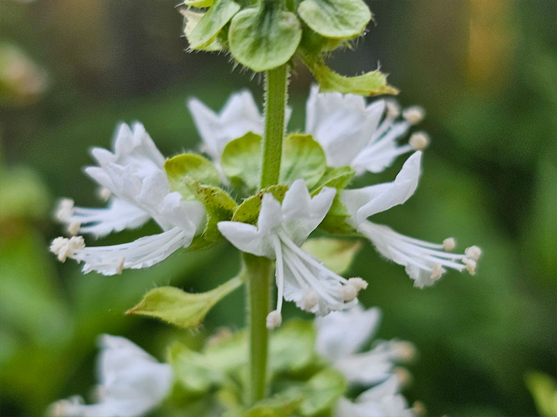 basilicum bloemen bloei bestuiven bestuiving keukenplanten