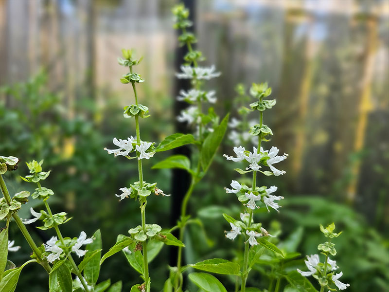 eenjarige basilicum bloeiende basilicumplant bloemen bloeistengels basilicumbloem