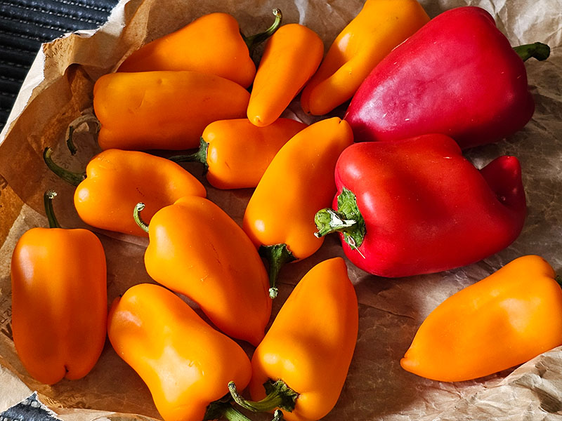 oranje paprika gele paprika rode paprika rijpe paprikas oogsten paprikas plukken paprikas eetbaar