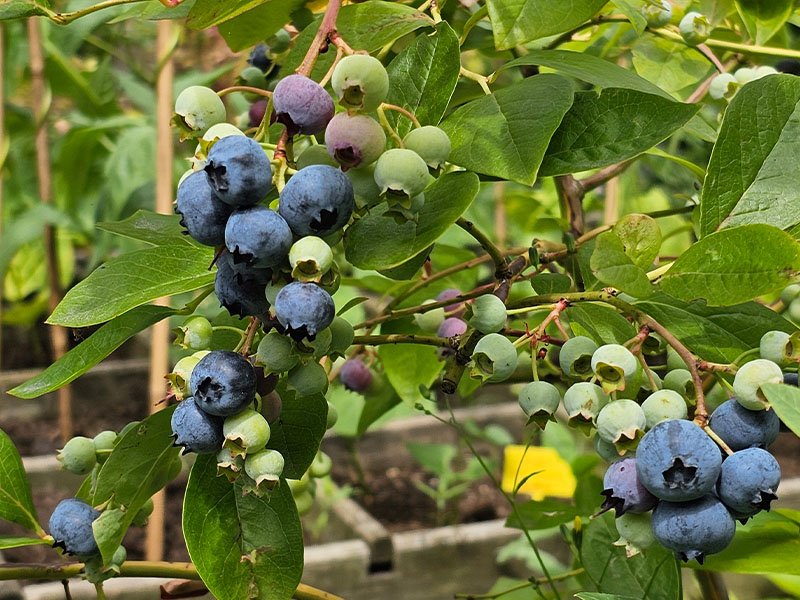 rijpe bosbessen eten trosjes blauwe bessen oogsten bosbessen plukken rijp