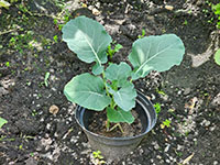 Broccoli jonge plant