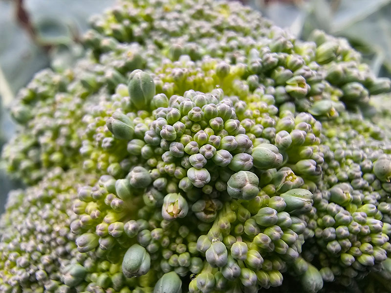 broccoli te laat oogsten broccoli wanneer broccoliplant oogsten lossnijden bloeiende doorgeschoten doorschieten