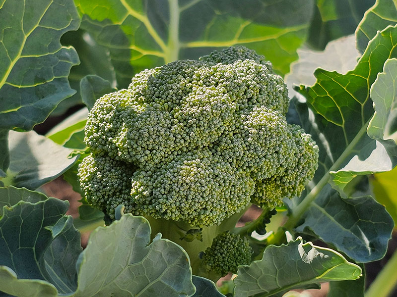 kleine broccoli oogsten stevige roosjes broccoli plant broccoliplant bloemknoppen wanneer oogsten snijden