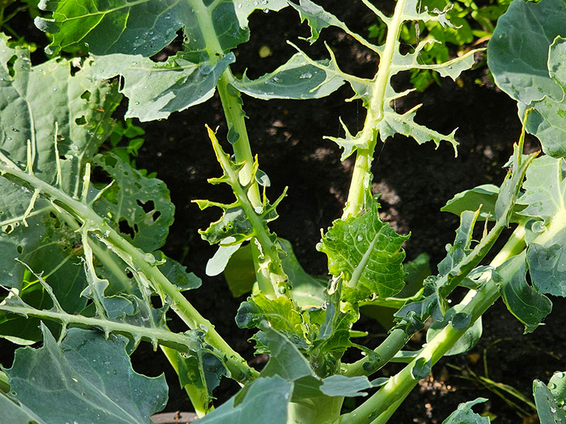 aangevreten kool gaten in blad happen uit bladeren genomen rupsen koolwitje vlinders plaagdieren plagen