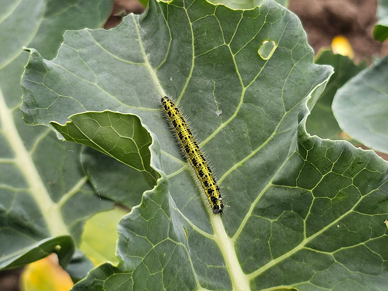 broccoli rupsen groot koolwitje koolsoorten rups koolrups vraat plaag plaagdieren kool