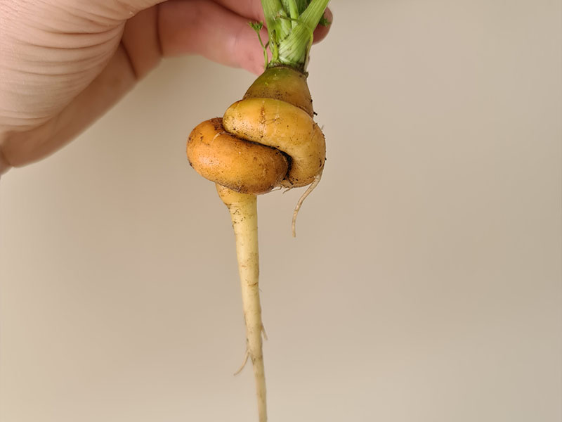 wortel opvallende vormen kleigrond moestuin worteltje in de knoop gegroeide wortelen