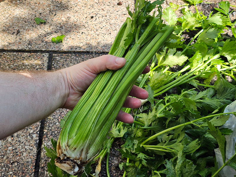 bleekselderij oogsten plukken keukenplanten