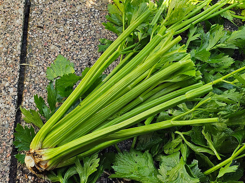 gesneden bleekselderij oogsten selderij geoogst moestuin