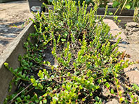 Cranberry jonge plant