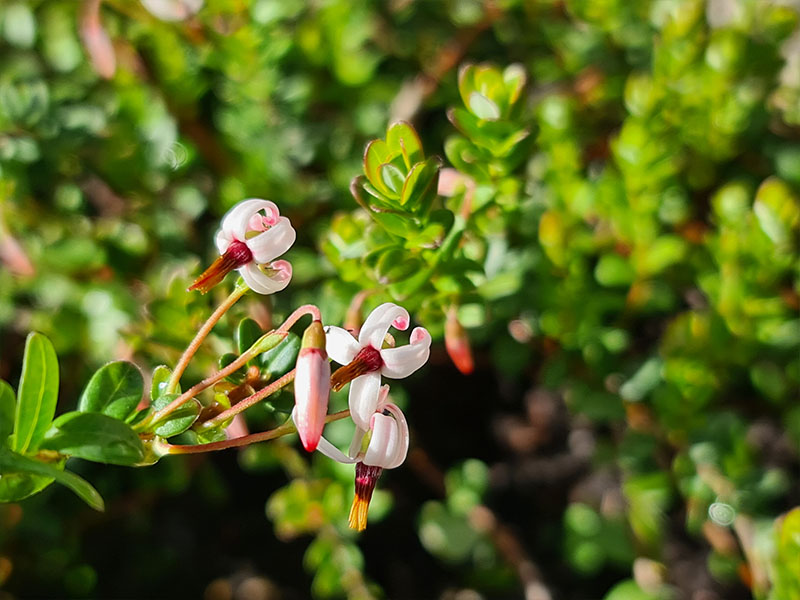 cranberry bloemen bloei bestuiven bestuiving keukenplanten