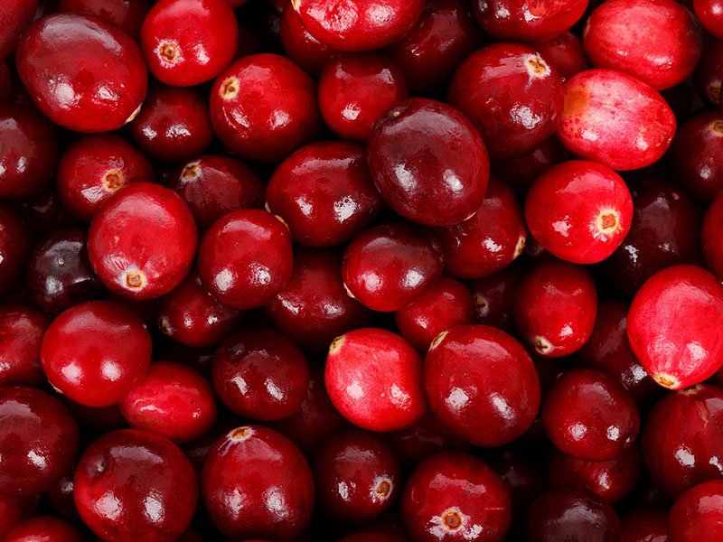 cranberry oogsten plukken keukenplanten