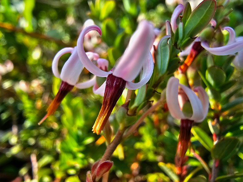 cranberries cranberry veenbessen bloei bloemetjes bloemen bestuiving bestuiven