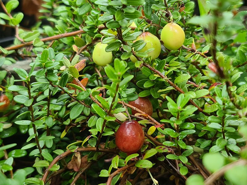 Zelf Cranberries Kweken