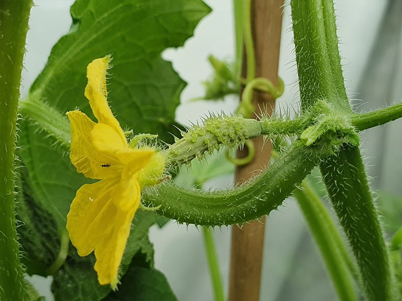 komkommer vruchtbeginsel stekelkomkommer bloemetjes bestuiven bloei bloemen komkommerplant
