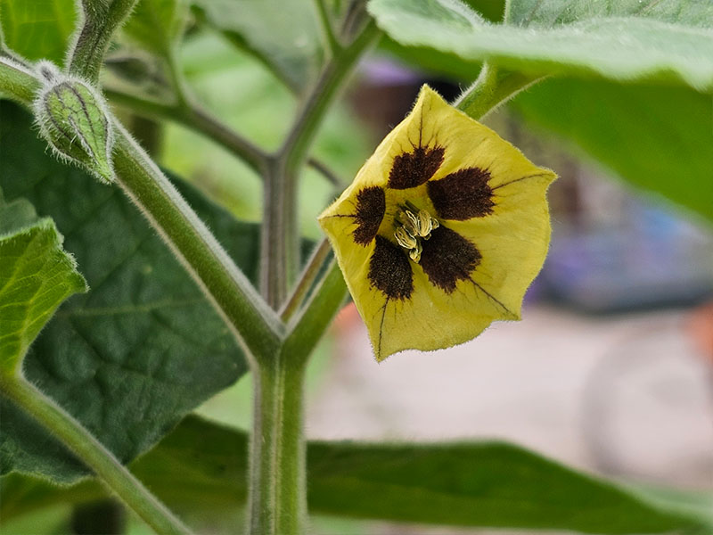 ananaskers bloemen bloei bestuiven bestuiving keukenplanten