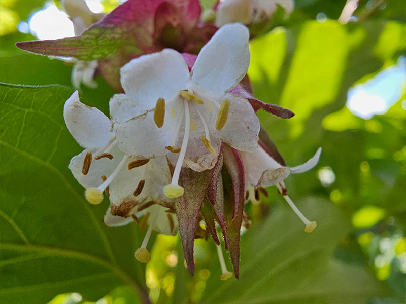 fazantenbes chocoladebes karamelbes bloei bloemetjes bloeiende planten grootmoeders oorbellen bloemen geslacht eenhuizige plant tweeslachtige bloem