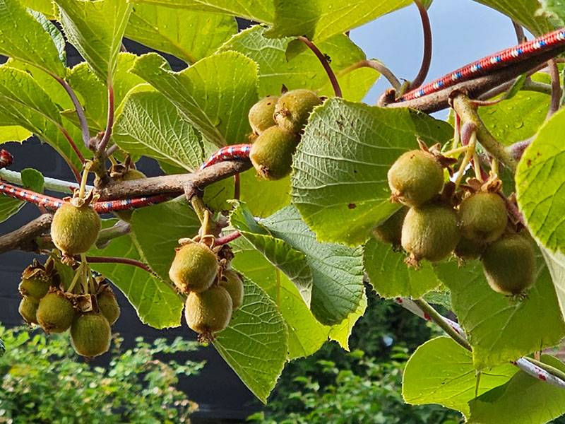 kiwis vruchten groeien in trosjes kiwi trossen