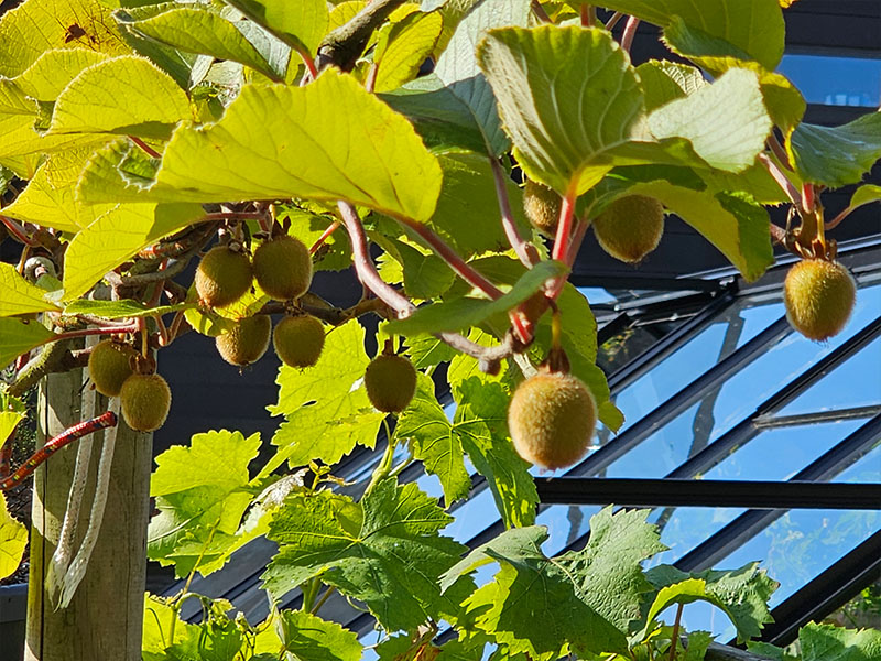kleine kiwi's vruchtjes plukken in de zon