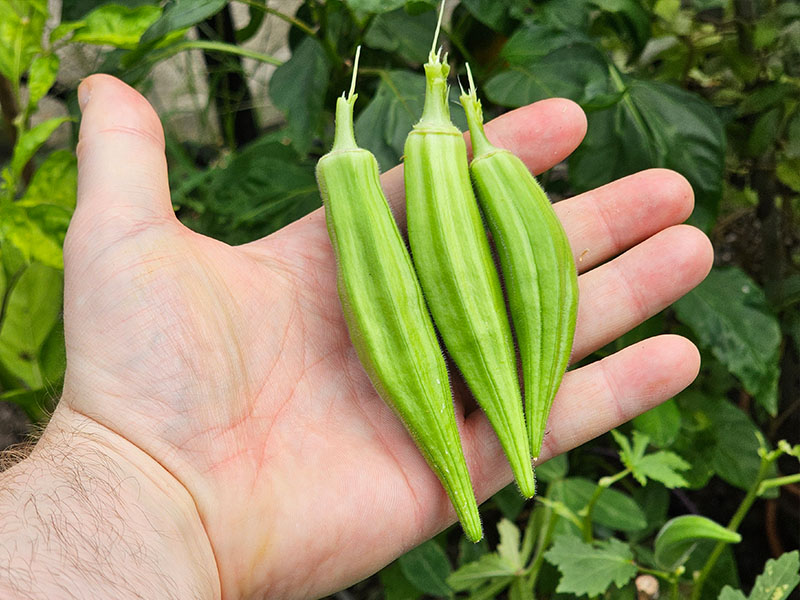 okra oogsten plukken keukenplanten