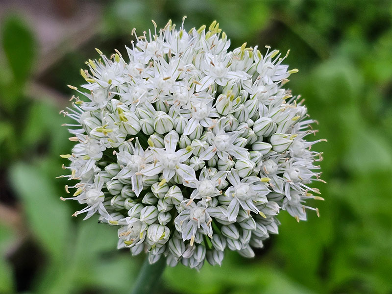 ui bloemen bloei bestuiven bestuiving keukenplanten