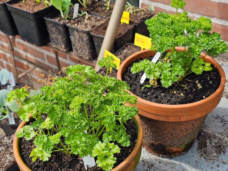 peterselie planten krulpeterselie plantje blaadjes peterselieplantjes