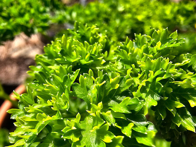 peterselie krulpeterselie plantje blaadjes peterselieplantjes blad bladeren close-up peterselieblad