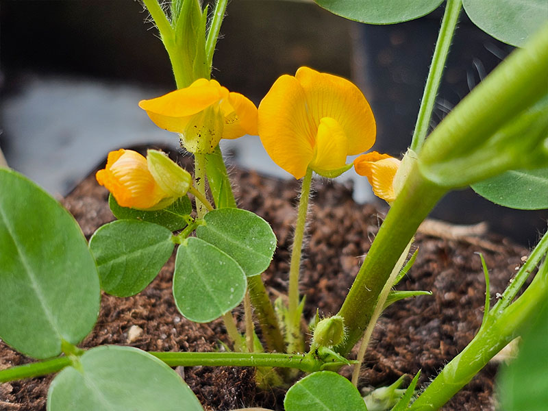 pinda plantje bloeit pindaplantje bloeiende pinda bloemen bloemetjes bloei van pindaplanten