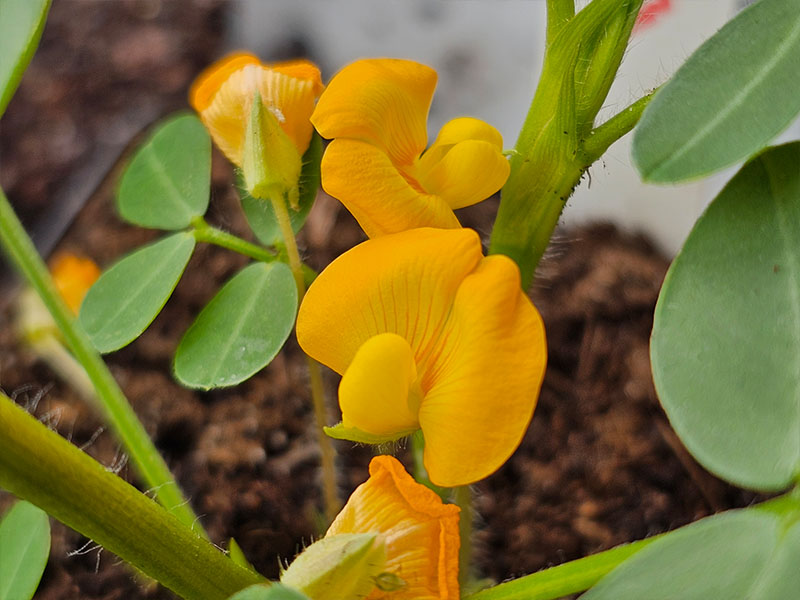 pinda bloemen bloei bestuiven bestuiving keukenplanten