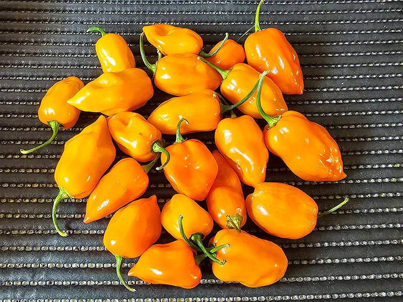 habanero pepers oranje pepers gele pepers habaneropepers capsicum chinense