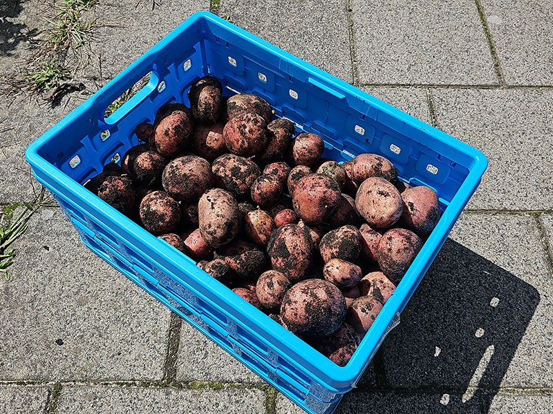 aardappelen oogsten grote oogst krat aardappelen kratje met aardappels geoogst bewaren