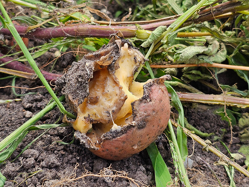 aardappelen rotten drijfnatte aardappels aardappelrot wortelrot aardappelplant rotting snotterige piepers