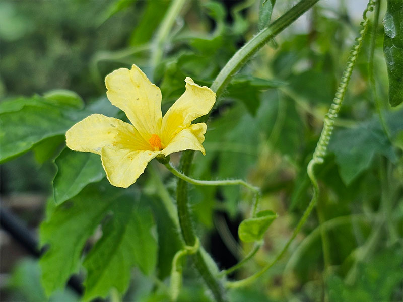 sopropo bittermeloen balsempeer bestuiven bestuiving mannelijke bloemen bloemetjes bloei