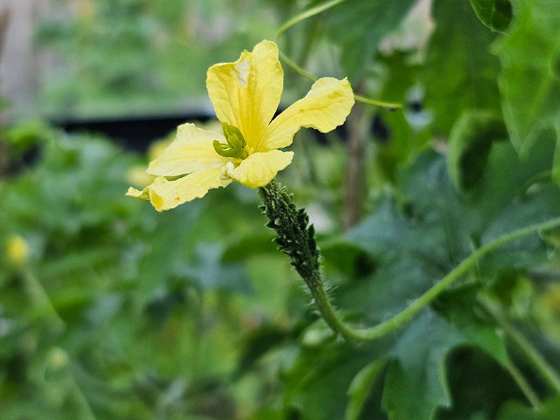 sopropo bittermeloen balsempeer bestuiven bestuiving vrouwelijke bloemen bloemetjes bloei