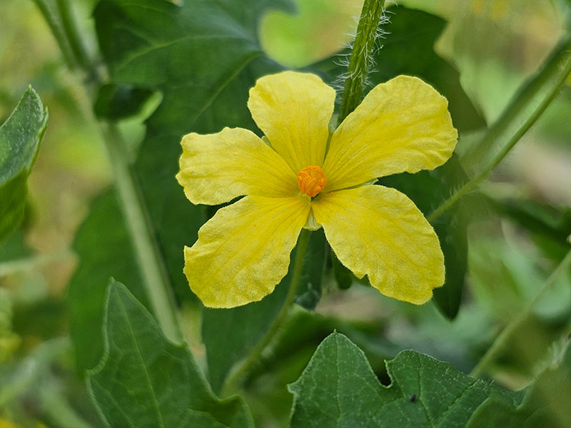 sopropo bloemen bloei bestuiven bestuiving keukenplanten