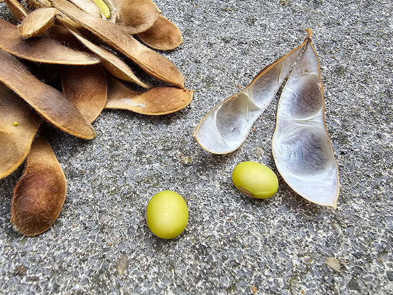 soja oogsten plukken keukenplanten