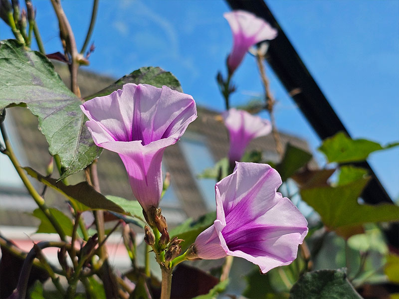 zoete aardappel bataat bloemetjes bloeistengels bloemknoppen bloeiende zoete aardappelplant