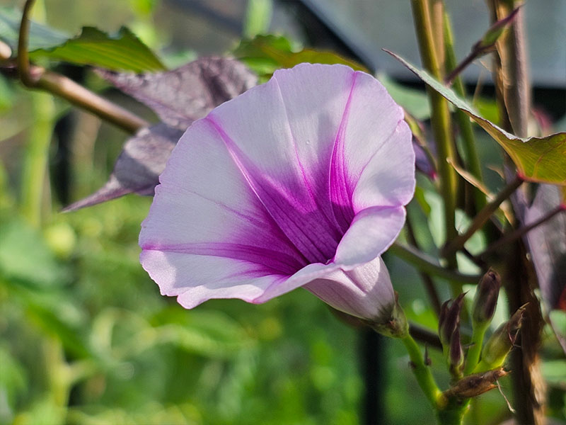 zoete aardappel bloemetjes bloei bataat bloemen bloeiende bataten zoete aardappelen