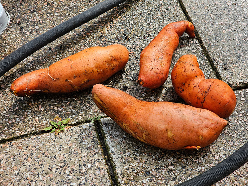 zoete aardappel oogsten zoete aardappelen oogst wanneer uitgraven knollen bataat