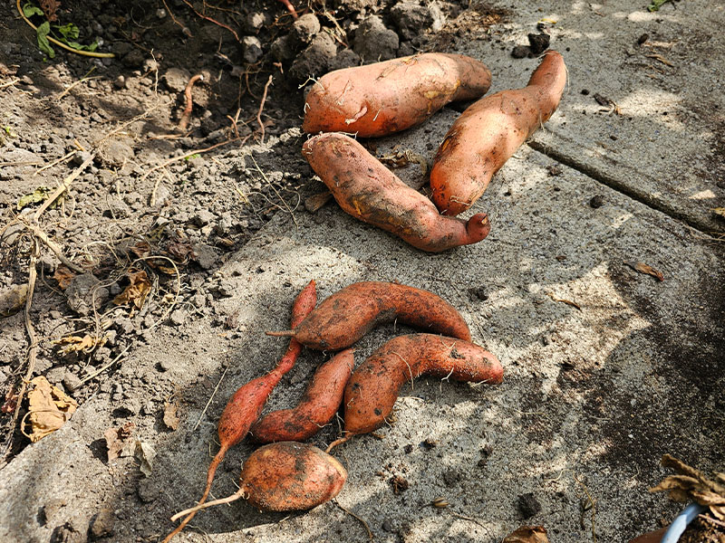 bataat oogsten wanneer bataten oogst uitgraven knollen zoete aardappelen plant uithalen