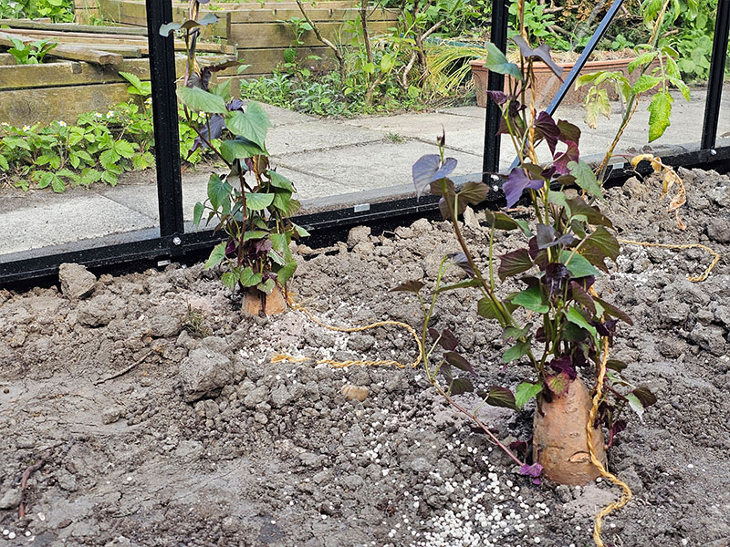 zoete aardappel laten klimmen klimplant leiden langs stokken en draden zoete aardappel opbinden