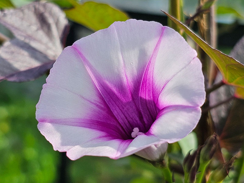 zoete aardappel bloemen bloei bestuiven bestuiving keukenplanten