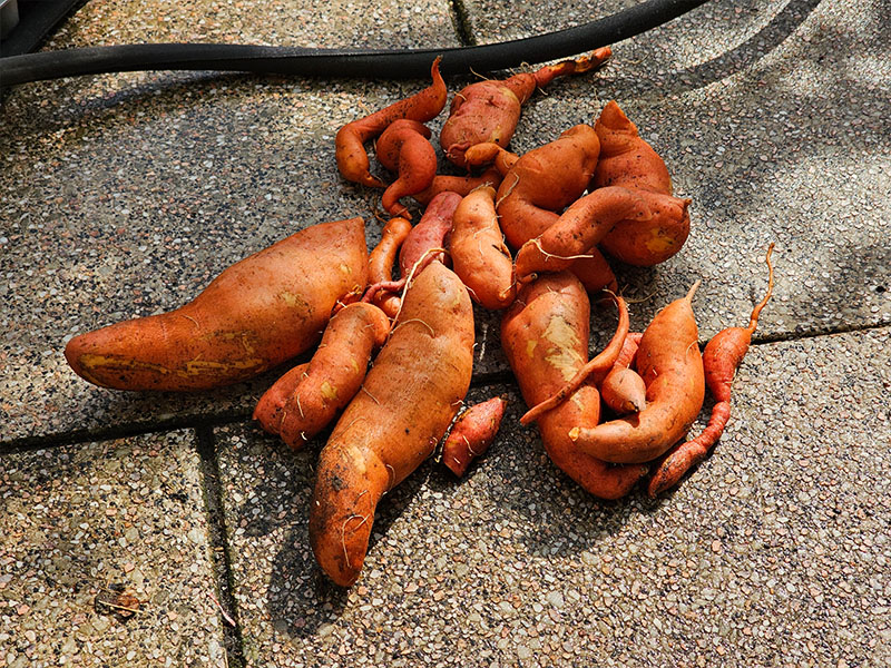 zoete aardappel oogsten plukken keukenplanten