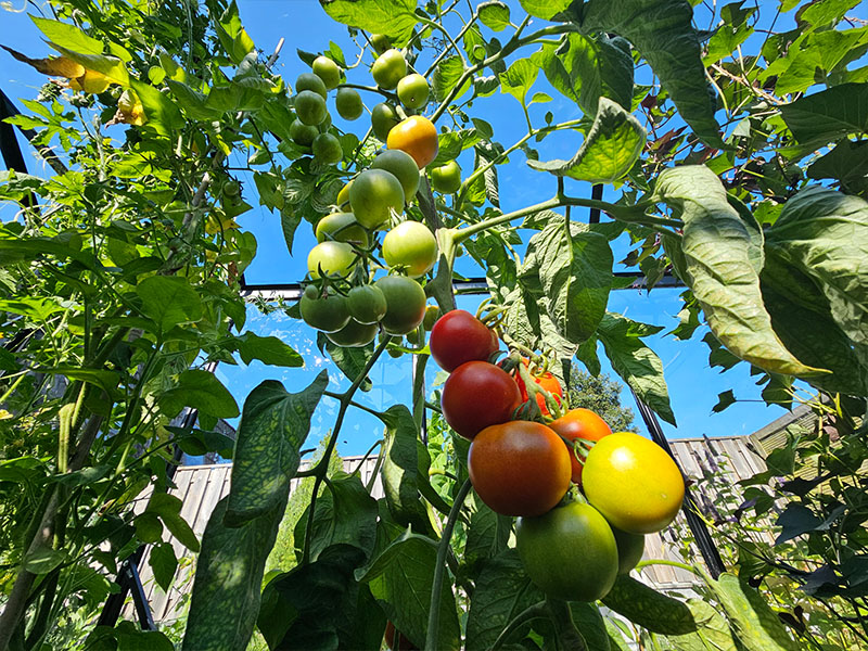 tomaten aan trosjes grote tomatenplant trossen met tomaten onrijpe tomaat rijpe tomaatjes