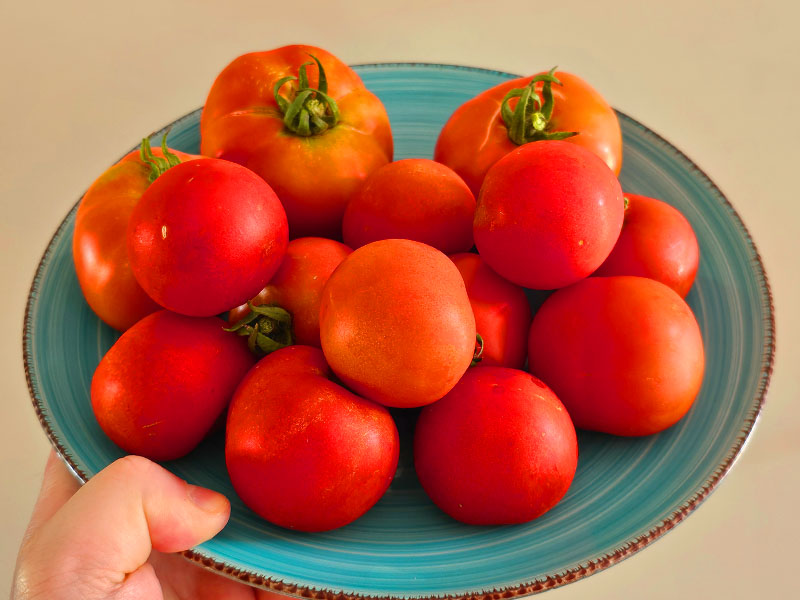 tomaten oogsten bord met tomaten vleestomaten grote tomaten tomatenoogst plukken bordje met tomaatjes