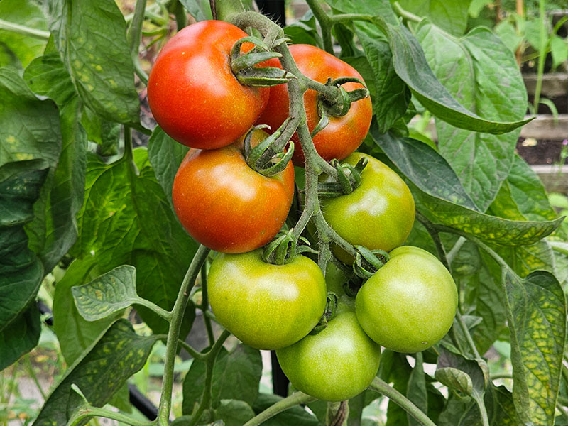 tomaten wanneer rijp tomaatjes plukken tomaten wanneer rijpen tomatenplant