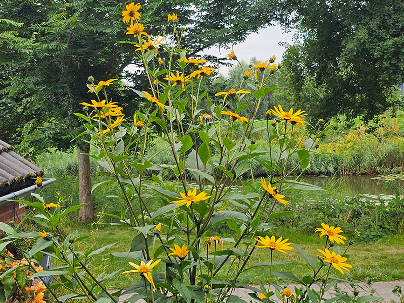 bloeiende aardperen bloemen topinamboer bloei bestuiving zonnebloemen zaadteelt aardpeer