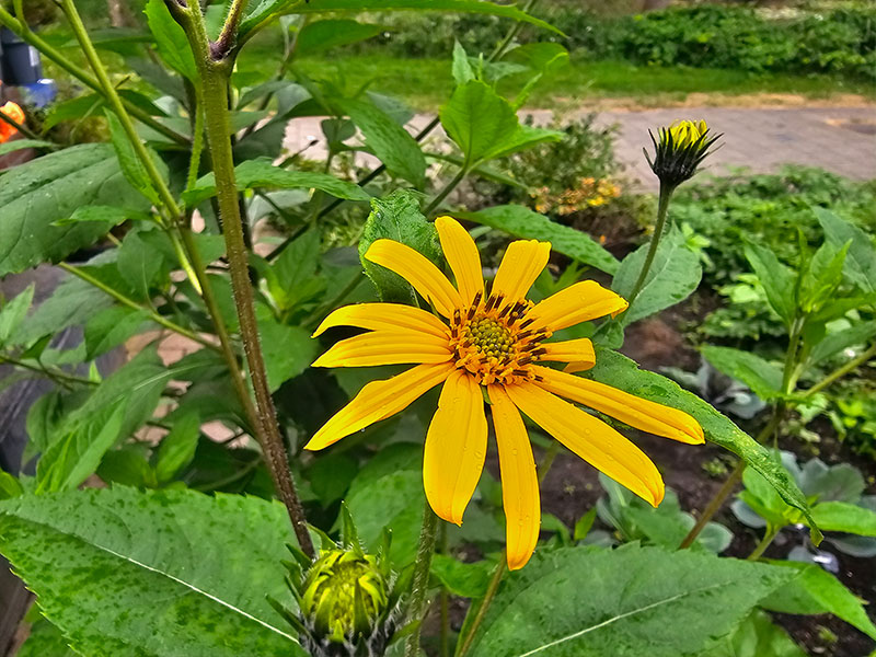 aardpeer bloemen bloei bestuiven bestuiving keukenplanten