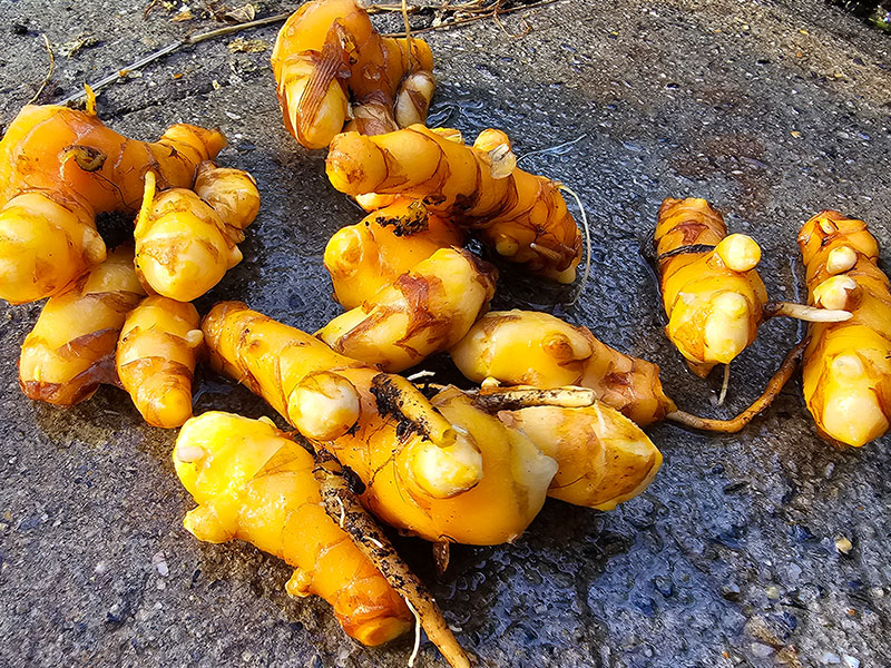 kurkuma oogsten plukken keukenplanten