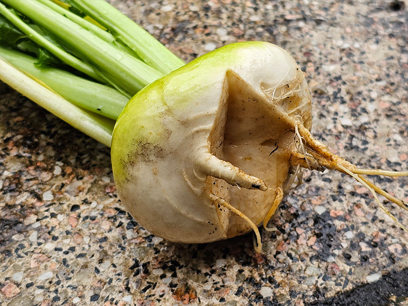 raap barsten gebarsten raapjes knolraap gespleten knolraapjes splijten breken open